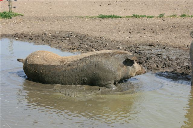 pig relaxing in a puddle