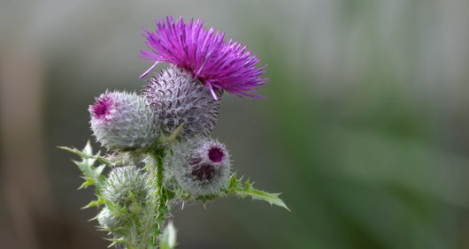 A thistle in bloom A thistle in bloom