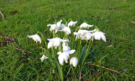 snowdrops snowdrops