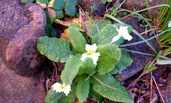 Primroses Primroses