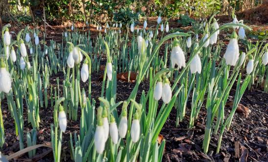 Snowdrops Snowdrops
