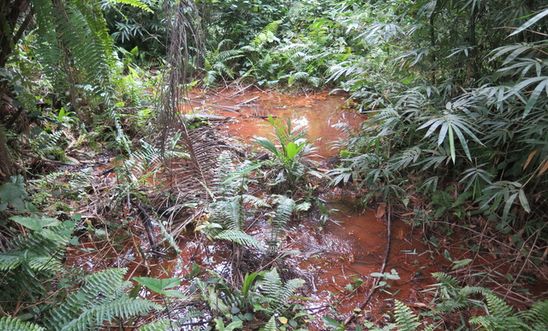 Oil still contaminates swamp in Rivers State, years after spill Oil still contaminates swamp in Rivers State, years after spill